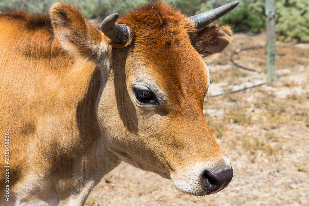Head of domestic cow ( Bos Taurus ) on an Australian farm