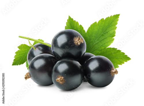 Black currant berries isolated photo