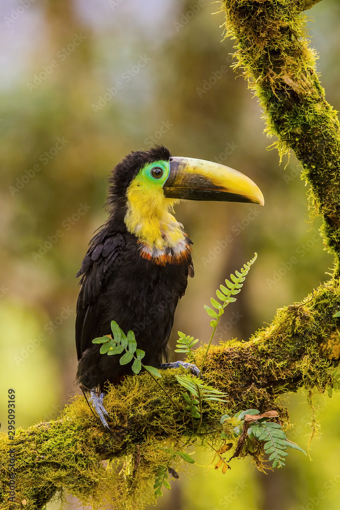Fototapeta premium Ramphastos brevis or Choco toucan The bird is perched on the branch nice natural environment of wildlife..