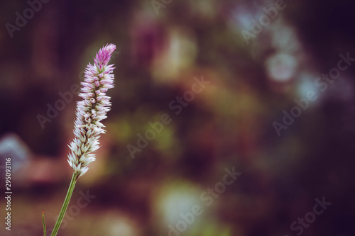 Close-up grass flowers, blurry background