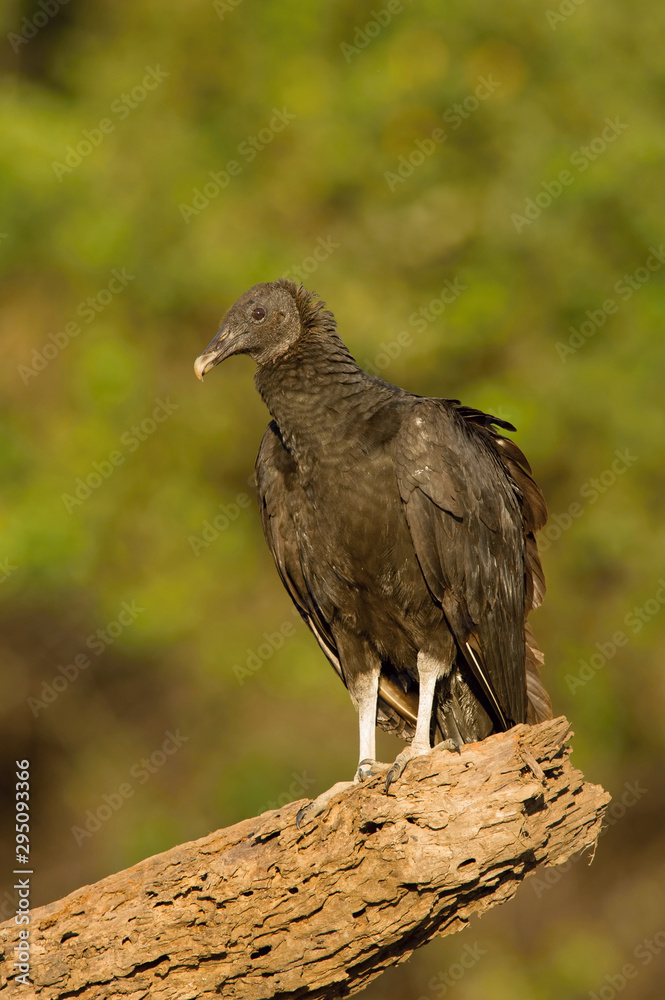 Fototapeta premium The&nbsp;Black Vulture,&nbsp;Coragyps atratus The bird is perched on the branch in nice wildlife natural environment of Brazil Pantanal..