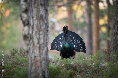 The Western Capercaillie Tetrao urogallus also known as the Wood Grouse Heather Cock or just Capercaillie in the forest is showing off during their lekking season They are in the typical habitat..