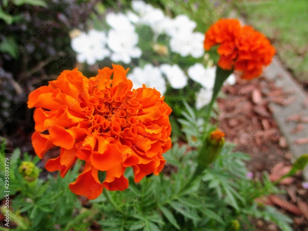 flowers in garden flowers in garden