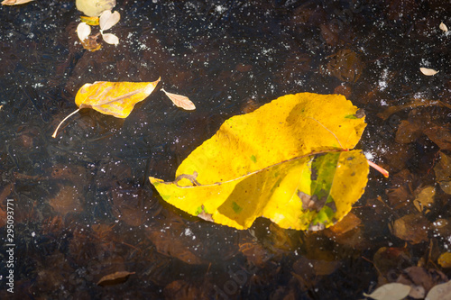 Fall Leaves on Iced Pond