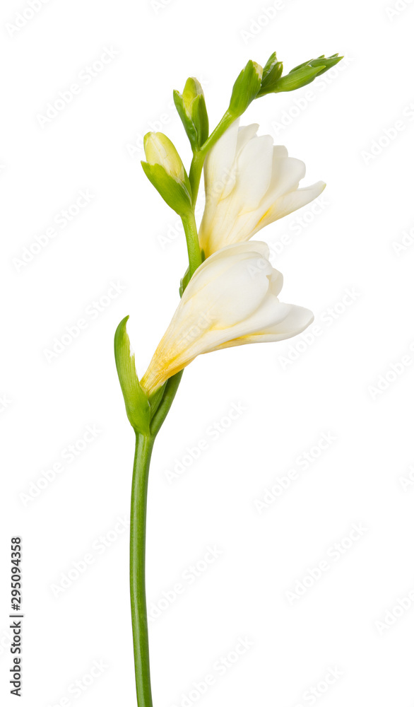 Freesia flower twig blossoming bloom isolated on white background