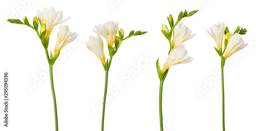 Freesia flower set twigs in bloom isolated on white background photo