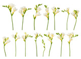 Freesia blooming twigs flower set collection isolated on white background.