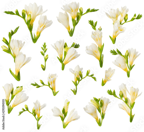 Obraz na płótnie Freesia flowers and buds design elements isolated on white background