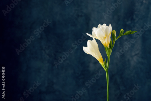 White freesia flower over dark art background with copy space. photo
