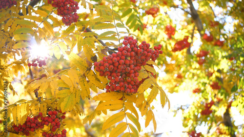 the sun's rays pass through the autumn leaves of the tree. Rowan berries