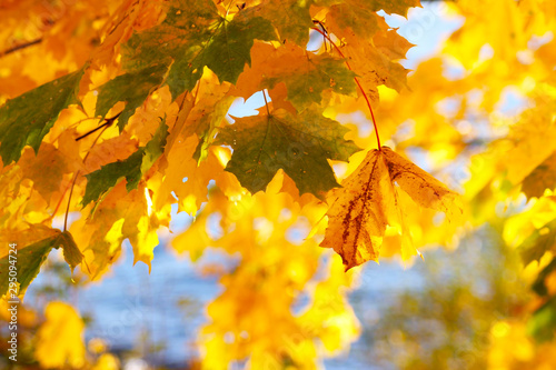 Colorful maple leaves in autumn season.