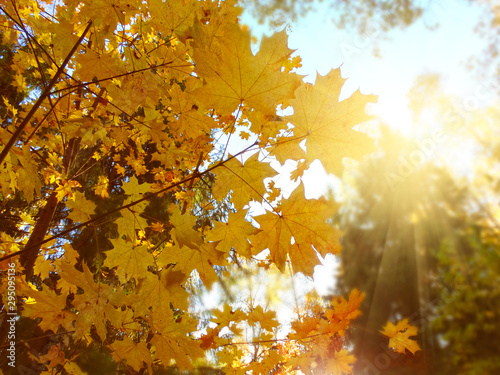 autumn background forest with maple trees and sunny beams