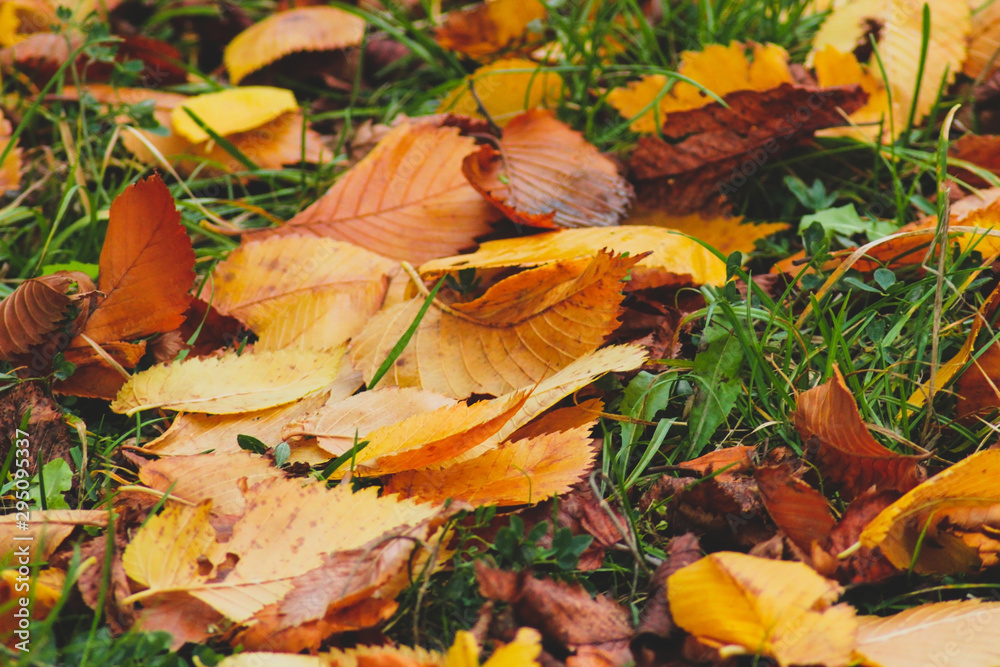 Obraz premium Fallen autumn leaves on the green grass