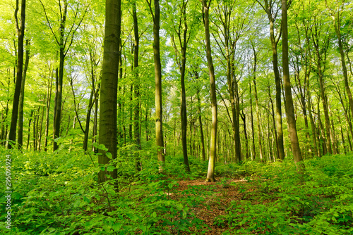 Rotbuchenwald mit Naturverjüngung