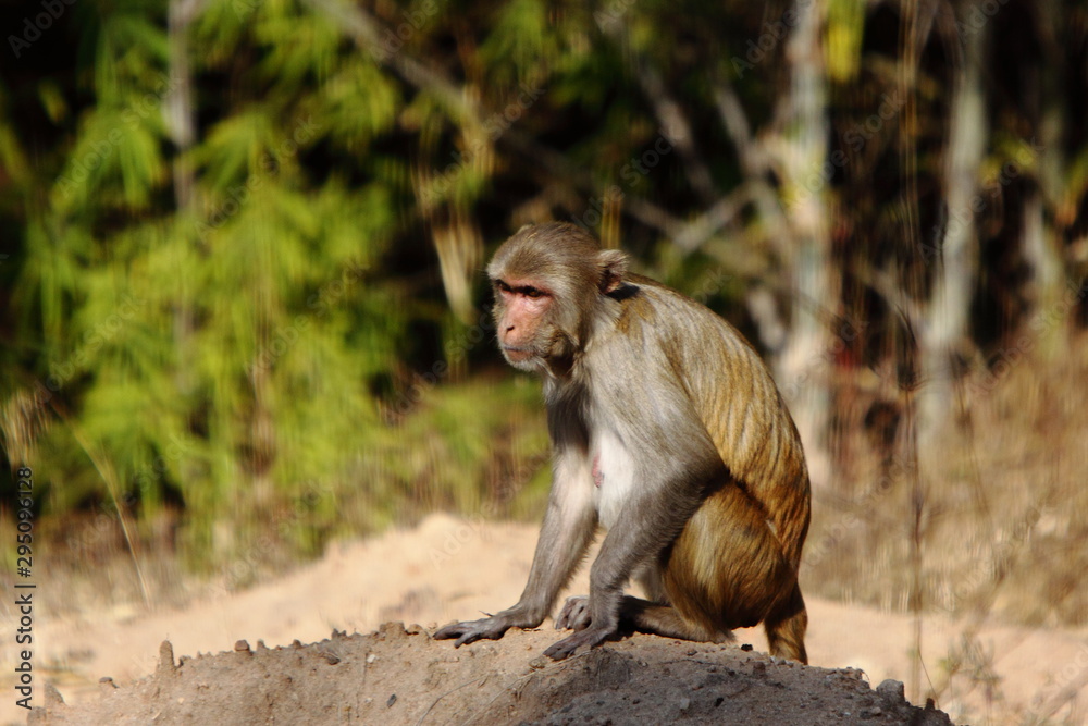Monkey sunbathing Monkey sunbathing
