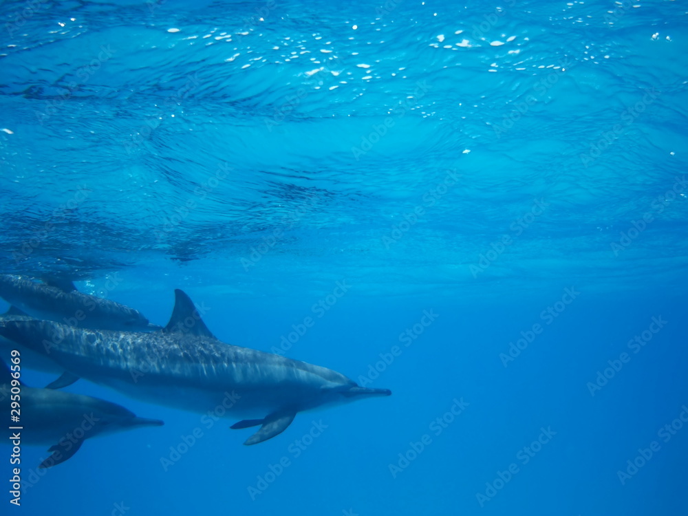 Swimming with dolphins in the wild at Dolphin house Sataya reef Swimming with dolphins in the wild at Dolphin house Sataya reef