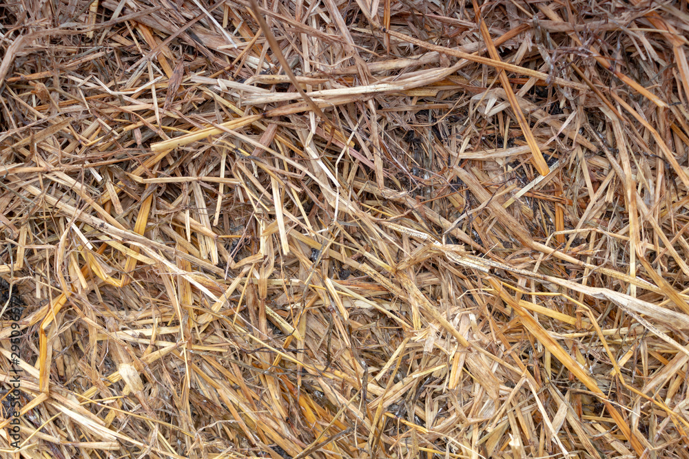Background with Dry brown flora, grass and leaves at autumn Background with Dry brown flora, grass and leaves at autumn