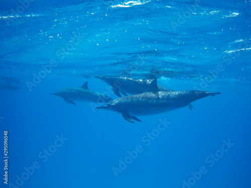 Swimming with dolphins in the wild at Dolphin house Sataya reef