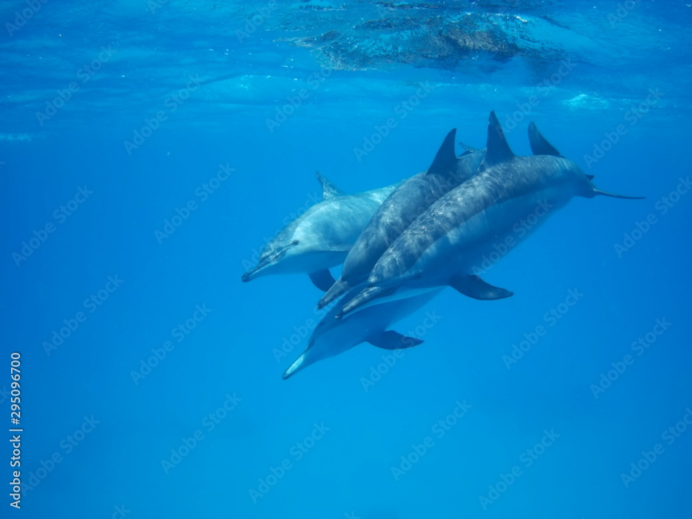 Swimming with dolphins in the wild at Dolphin house Sataya reef Swimming with dolphins in the wild at Dolphin house Sataya reef