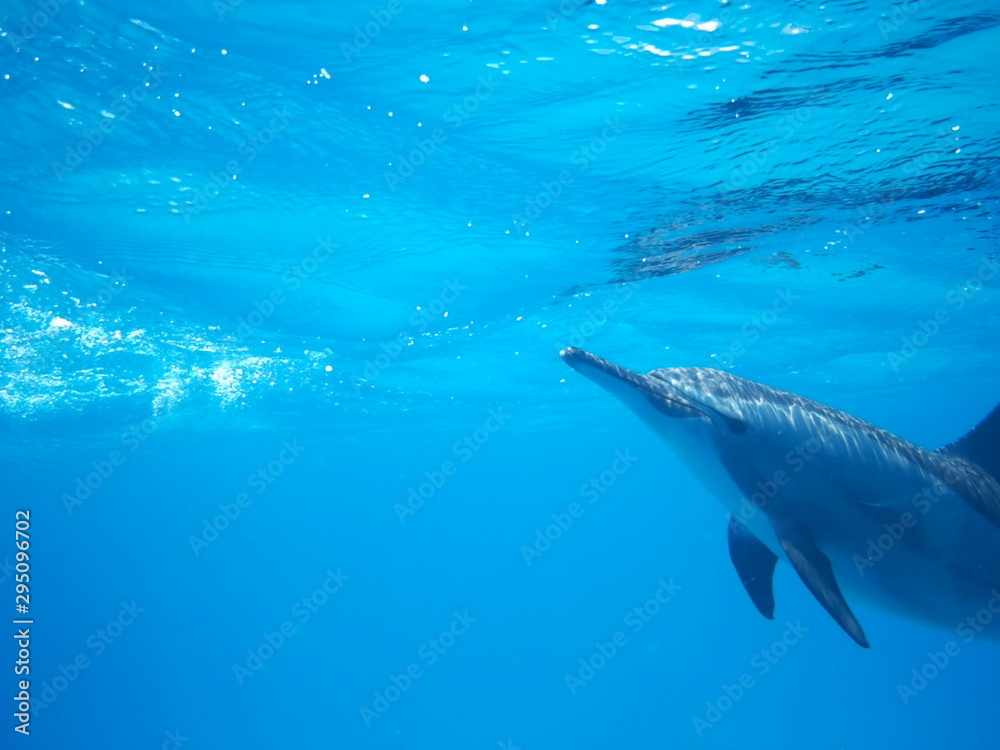 Obraz premium Swimming with dolphins in the wild at Dolphin house Sataya reef