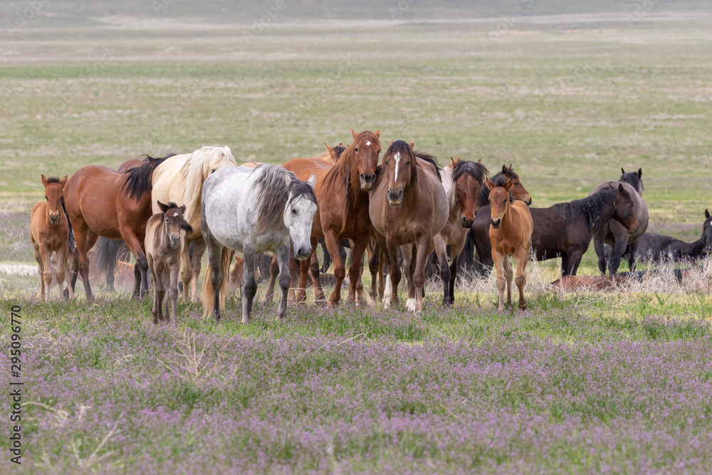 Beautiful Wild Horses i t he Utah Desert in Spring Beautiful Wild Horses i t he Utah Desert in Spring