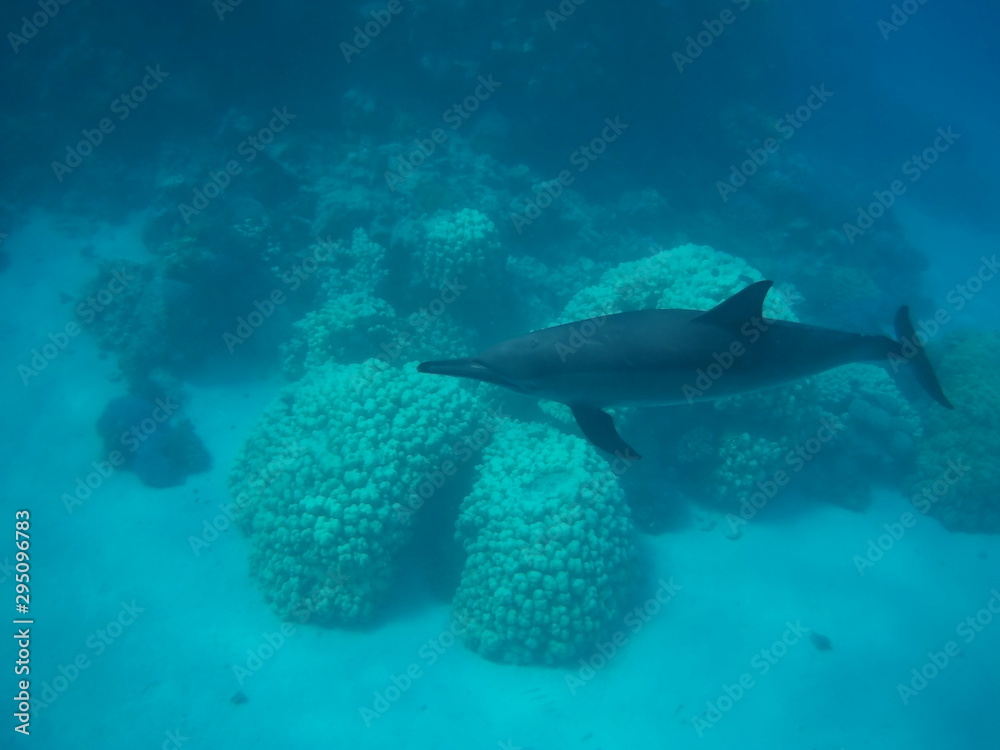 Fototapeta premium Swimming with dolphins in the wild at Dolphin house Sataya reef