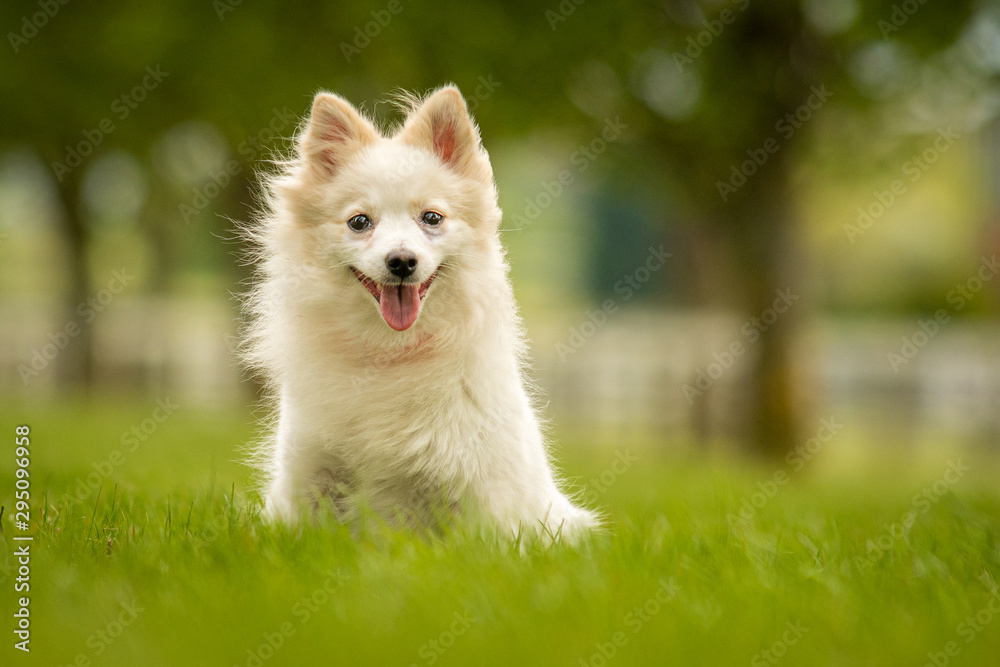Cute White German Spitz Klein Dog in Grass Park Cute White German Spitz Klein Dog in Grass Park