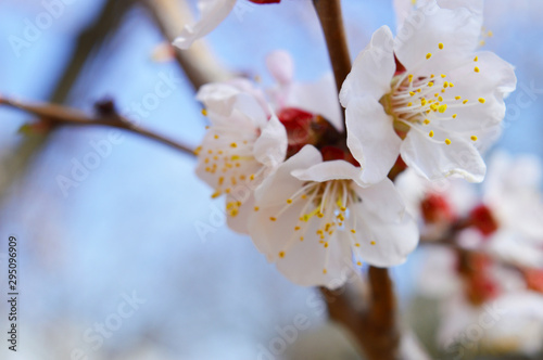 Macro apricot blossom
