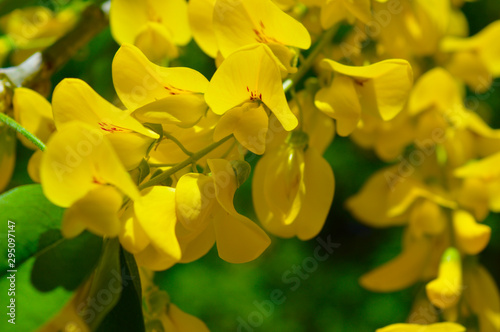 Beautiful bright yellow flowers of wisteria blossom