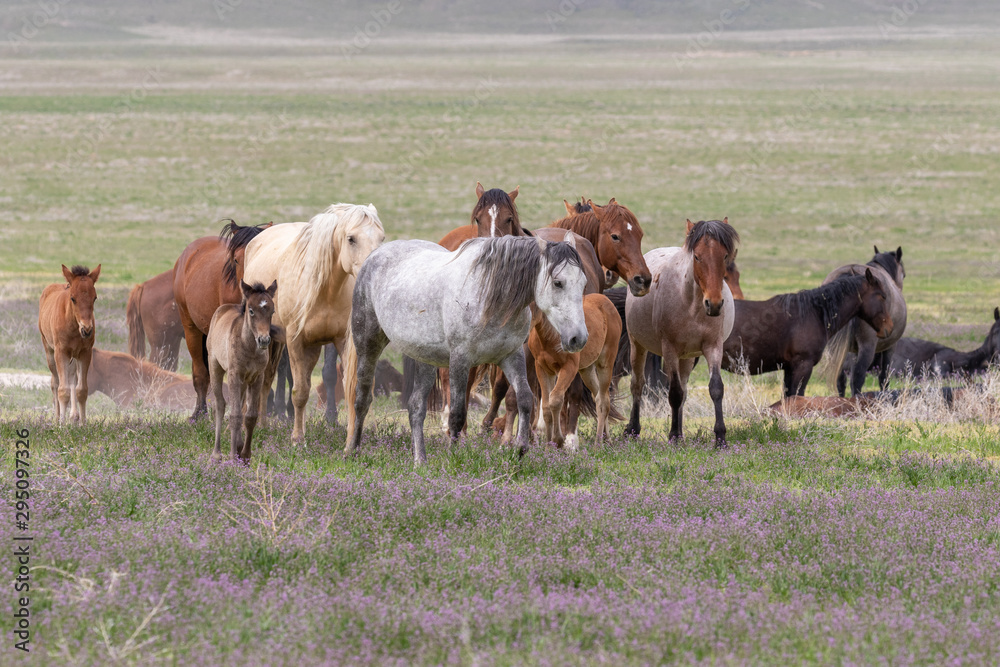Obraz premium Beautiful Wild Horses i t he Utah Desert in Spring