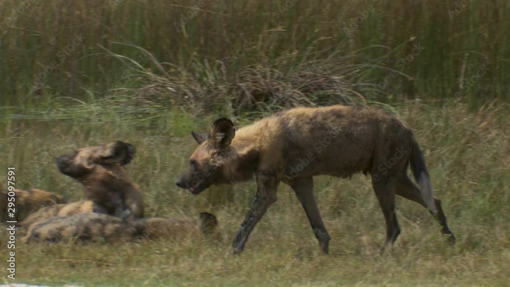 Tracking shot of an African wild dog walking past his pack near a swamp and passes an injured, limping wild dog. Tracking shot of an African wild dog walking past his pack near a swamp and passes an injured, limping wild dog.