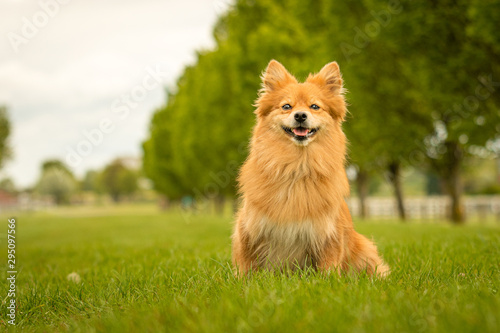 Cute Ginger German Spitz Klein Dog in Grass Park