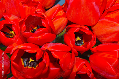 background of red tulips for your postcard