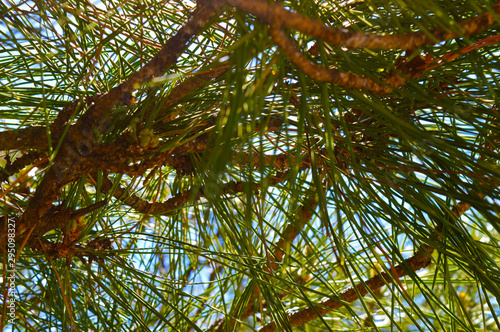 background of pine needles