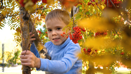The child climbed a tree. He plays with Rowan berries and yellow leaves. Bright autumn Sunny day. Outdoor entertainment