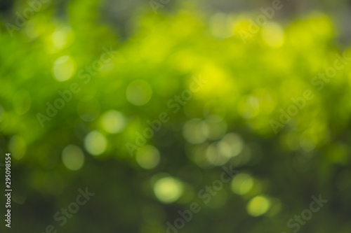 Green bokeh on nature blur background with green bokeh of tree.