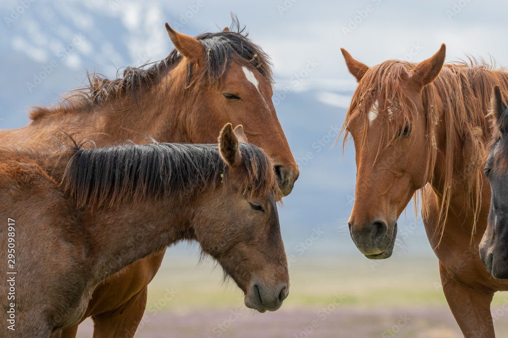 Obraz premium Beautiful Wild Horses i t he Utah Desert in Spring