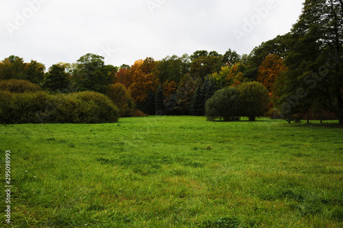 Autumn forest outdoors scenery photo of wood