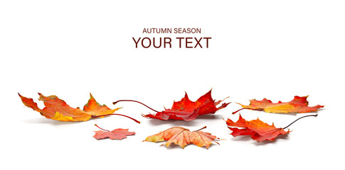 autumn season concept, maple leaf isolated on white background