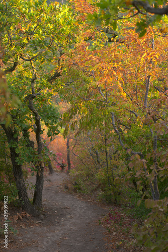 Russian autumn forest