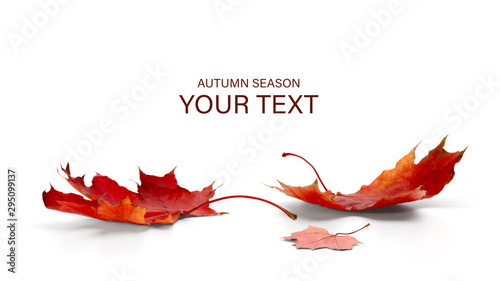 autumn season concept, maple leaf isolated on white background photo