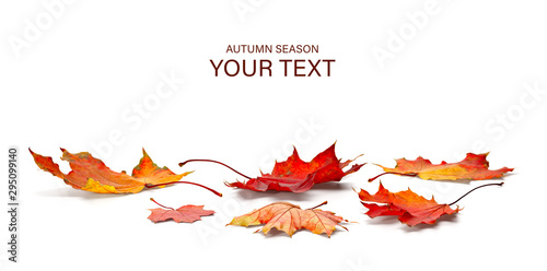 autumn season concept, maple leaf isolated on white background photo