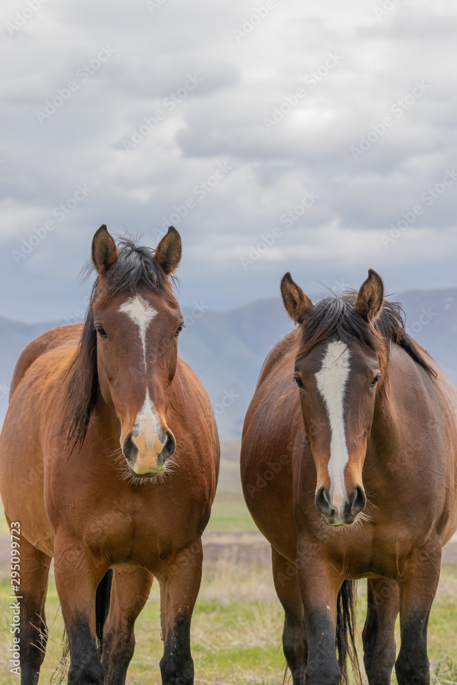 Beautiful Wild Horses i t he Utah Desert in Spring Beautiful Wild Horses i t he Utah Desert in Spring