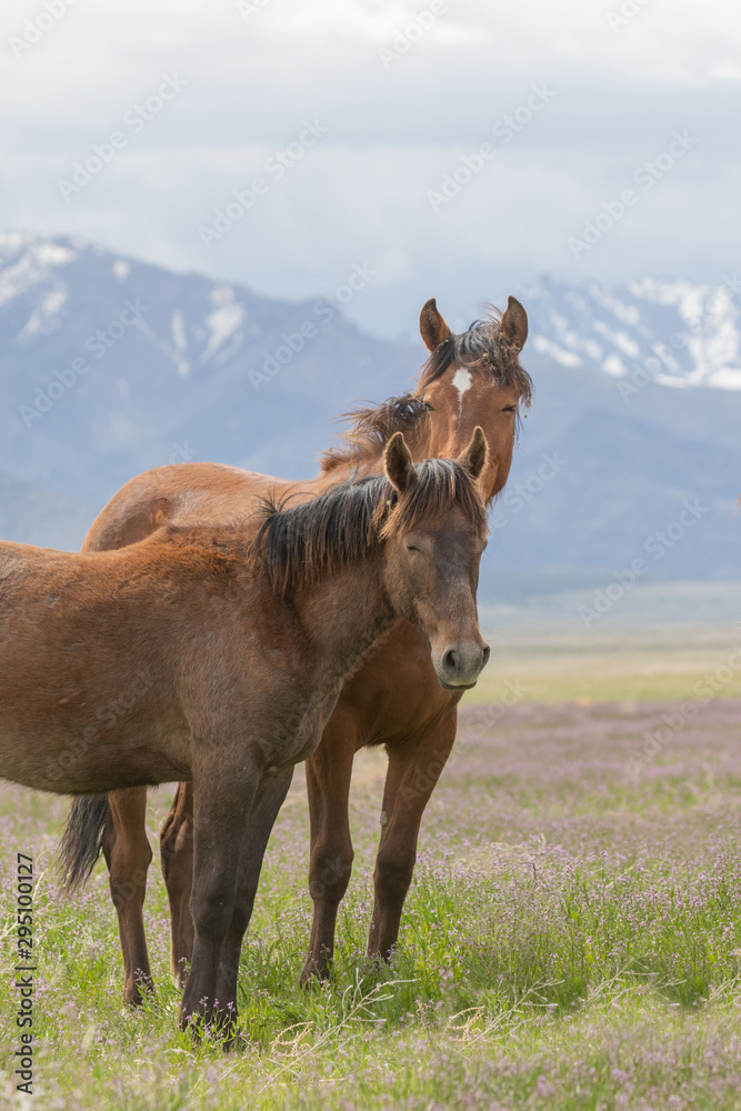 Fototapeta premium Beautiful Wild Horses i t he Utah Desert in Spring