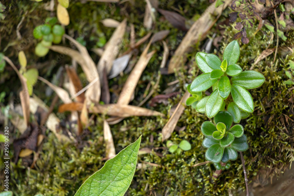 Green moss on the rainforest floor detail. Natural forest background of jungle fen with copy space Green moss on the rainforest floor detail. Natural forest background of jungle fen with copy space