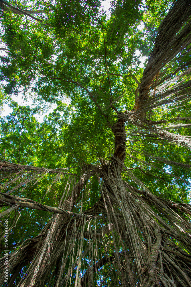 Obraz premium high tree