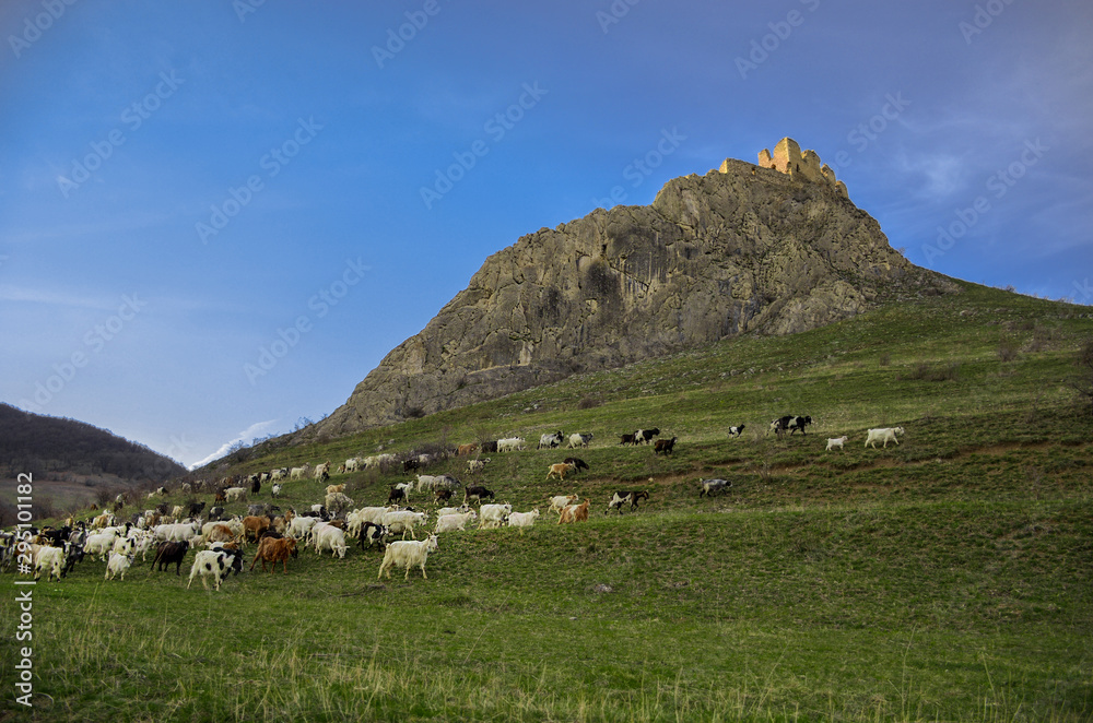 Herd of goats and Coltesti Fortress in the background, Transylvania region, Romania