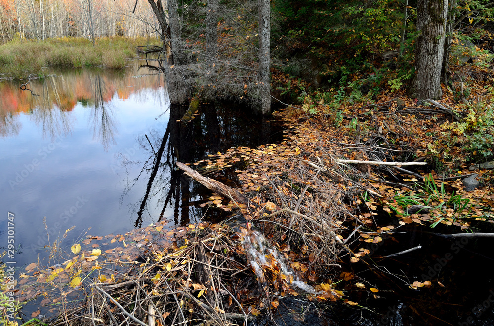 Calm water on pond and Beaver dam Calm water on pond and Beaver dam