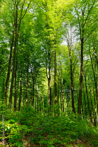 Rotbuchenwald mit Naturverj  ngung