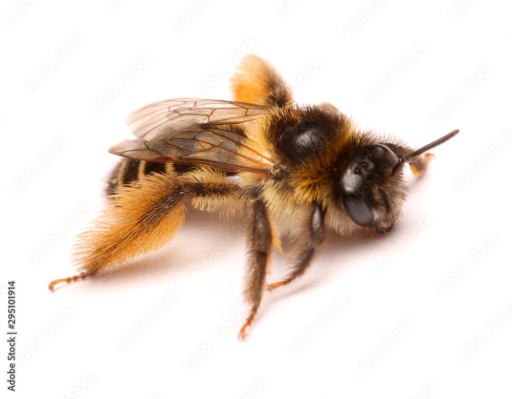 Macro Shots of bee on white background .